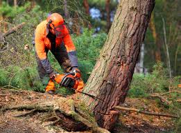 Trusted Shelbyville, KY Tree Services Experts