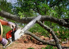 Best Firewood Processing and Delivery  in Shelbyville, KY