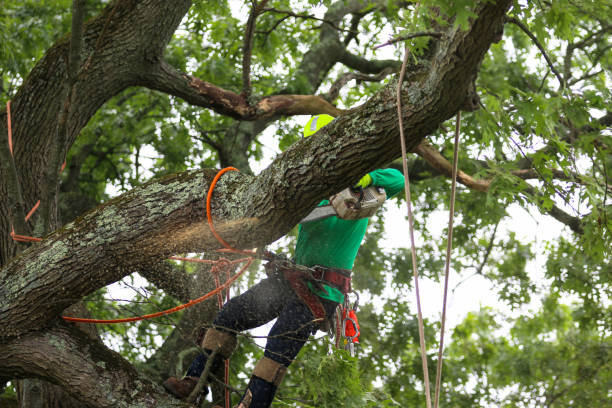 Best Utility Line Clearance  in Shelbyville, KY